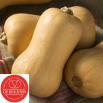 Bio Graines Courge Butternut